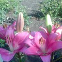 ���� Radogneva, �����, 37 ��� - ��������� 12 ������ 2016 � ������ ������