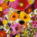  , , 52  -  7  2015   !!!