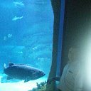 ���� �������, ������, 51 ��� - ��������� 20 ������ 2015 � ������ ����������� 11.11.15�