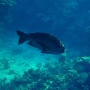  , , 59  -  16  2015    Ż