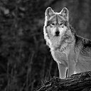  #/Predator/#,  -  24  2015    