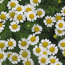 ���� �������, �����������, 71 ��� - ��������� 28 �������� 2015 � ������ ������ ��������