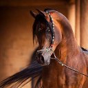   ., , 44  -  11  2016    .