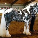 ���� Aleks, ����� ������� - ��������� 12 ������� 2015 � ������ �HORSES�