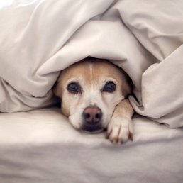 �������, ������, 37 ���