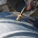 ���� �����, ������������, 55 ��� - ��������� 24 ������� 2015 � ������ �������� ������