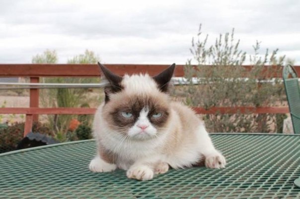 Grumpy Cat -   . - 3