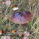 ���� �����, ������, 54 ���� - ��������� 13 ������� 2015 � ������ �21���