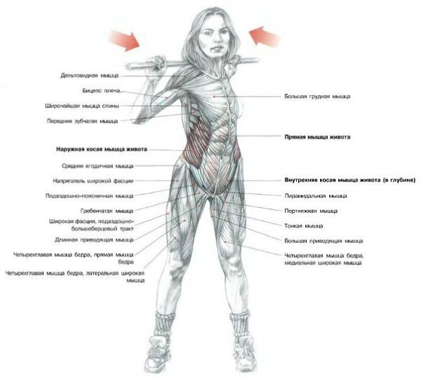 КОСЫЕ МЫШЦЫ ЖИВОТА.Abdominal Oblique: анатомияКосые мышцы живота делятся на две группы — внутренние ...