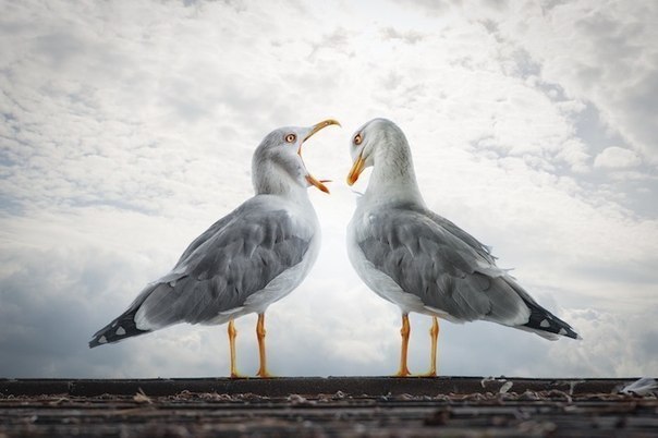        (John Wilhelm)