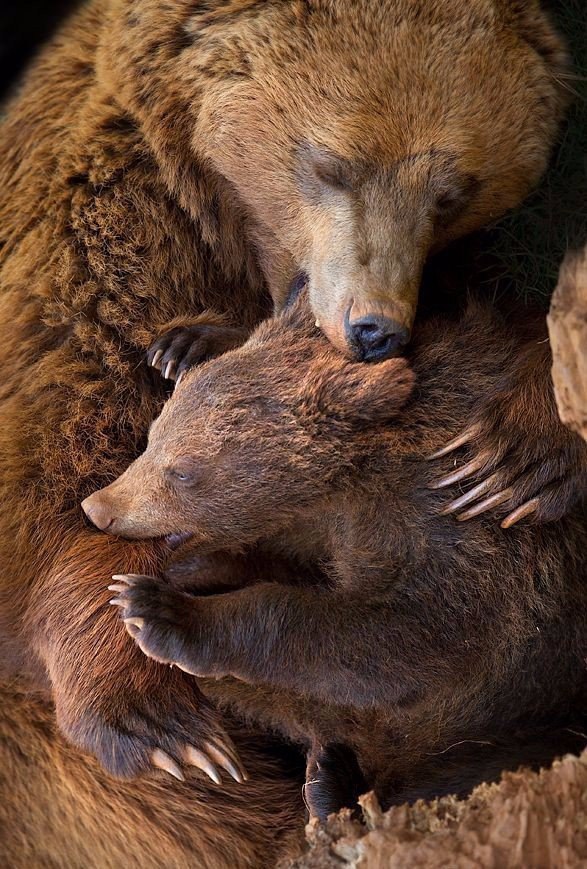     .#animal@travel.blog - 2