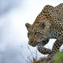 ���� Viktor, ����� - ��������� 2 ������ 2015 � ������ ���� ����������