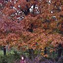   , --, 66  -  12  2016    