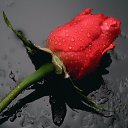 ���� ��������, �����������, 57 ��� - ��������� 9 ������� 2015 � ������ ���� ����������