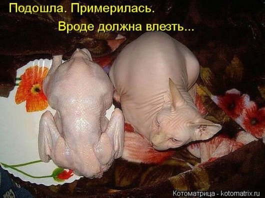 ***Victoria Viktorovna*** - 2  2016  08:08