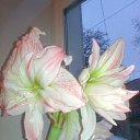 ���� Radogneva, �����, 37 ��� - ��������� 12 ������ 2016 � ������ ������