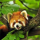 ���� ������, �����, 52 ���� - ��������� 25 ������� 2015 � ������ ���� ����������