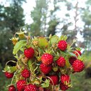 ����������� ������ �� ������� ���� ����������