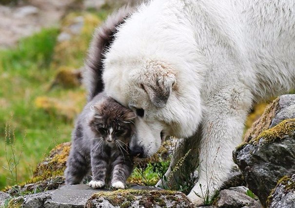 , ,         =^.^= - 10