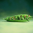 ���� �����, �����-���������, 54 ���� - ��������� 4 ������ 2016 � ������ ���� ����������