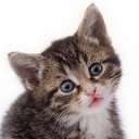 ���� �������, ������������, 40 ��� - ��������� 5 ������� 2015