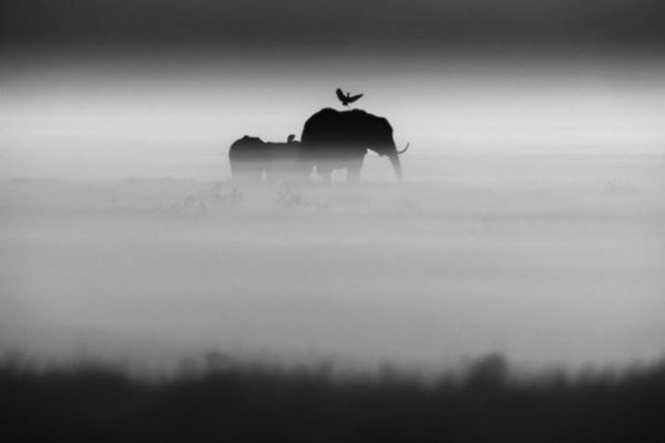 .  -   (Laurent Baheux).