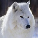 ���� �����, ������� �����, 37 ��� - ��������� 23 ������ 2015 � ������ ���� ����������