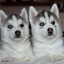 ���� ����� �����������, �����, 47 ��� - ��������� 4 ������ 2015 � ������ ���� ����������