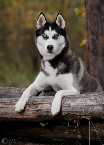 ������ ������ - 26 �������� 2015 � 21:47