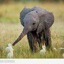 ���� Aleks, ����� ������� - ��������� 13 ������� 2015 � ������ �Elephants�