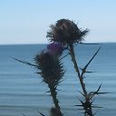 ���� ���������, �����������, 69 ��� - ��������� 1 ����� 2016 � ������ ���������.�������� 2015�