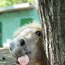 ���� Aleks, ����� ������� - ��������� 12 ������� 2015 � ������ �HORSES�
