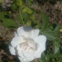 ���� ������, �����������, 54 ���� - ��������� 30 �������� 2015 � ������ ���� ����������