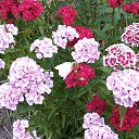 ���� ��������, ����� - ��������� 21 ������� 2015 � ������ ���� ����������