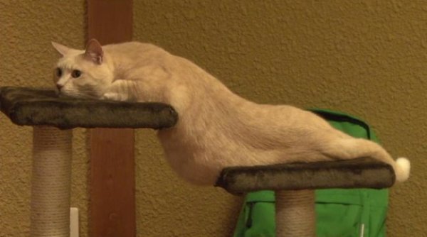 15 фотографий, доказывающих, что коты — это жидкость.Человек состоит из жидкости примерно на 80%. А ...