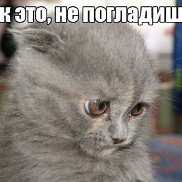 Vova, �����