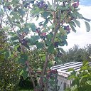 ���� �� ������� ������ ��������