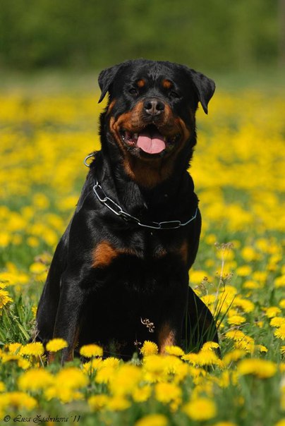 ������ ������ - 28 �������� 2015 � 21:05