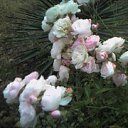 ���� �������, ��������� - ��������� 26 ������ 2016 � ������ ���� ����������