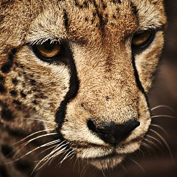 ���� ������, ����������� - ��������� 22 ������� 2015