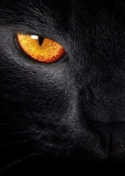 Черную кошку не волнует, что о ней думают серые мыши... - 2