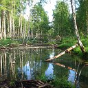 ���� ������, ����������-���������, 44 ���� - ��������� 31 ������� 2015 � ������ ����������