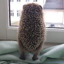 ���� ��������, ������ - ��������� 2 ������� 2015 � ������ ������ ��������