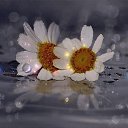  Happiness,  -  30  2016    