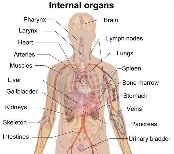 Internal organs - внутренние органы. nasopharynx - носоглотка. tonsil - миндалевидная железа ...