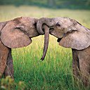 ���� Aleks, ����� ������� - ��������� 13 ������� 2015 � ������ �Elephants�
