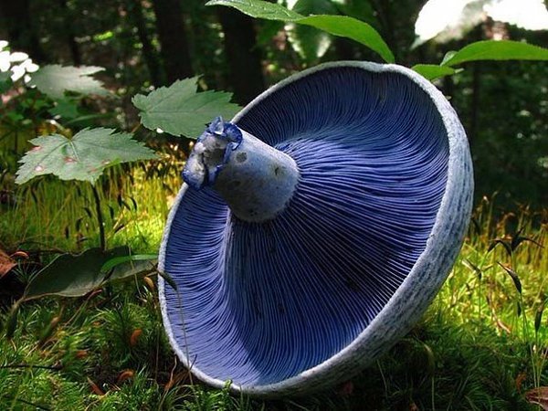 Млечник голубой (Lactarius indigo). Довольно распространенный вид грибов, растет в восточной части ...