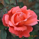 ���� Aru, �������� - ��������� 2 ������� 2015 � ������ �FLOWERS�
