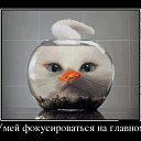 ���� N/n, ������ - ��������� 17 ������� 2015 � ������ ������ ��������