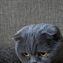  , , 49  -  6  2016      )))